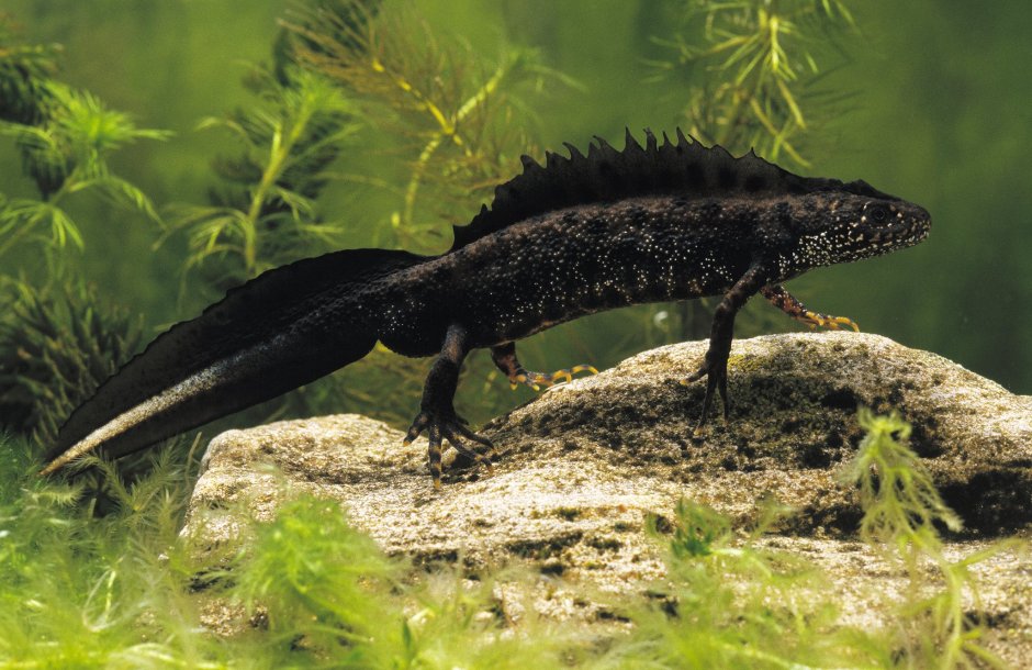 Triturus cristatus гребенчатый Тритон