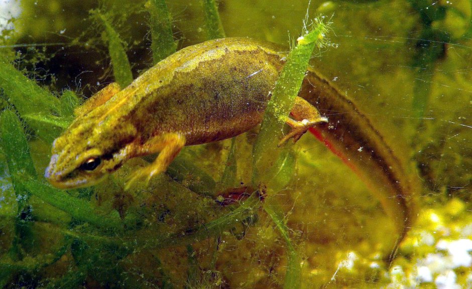 Обыкновенный Тритон Lissotriton vulgaris