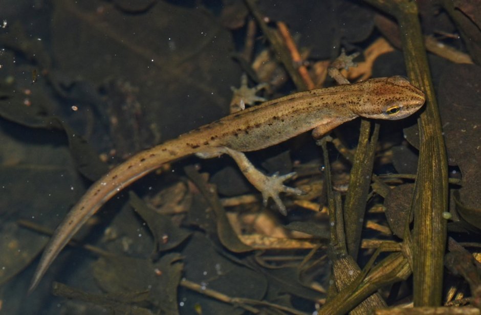Тритон (Lissotriton vulgaris)