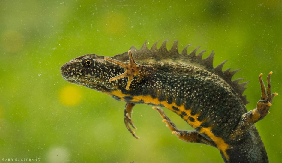 Гребенчатый Тритон Triturus cristatus (Laurenti, 1768)