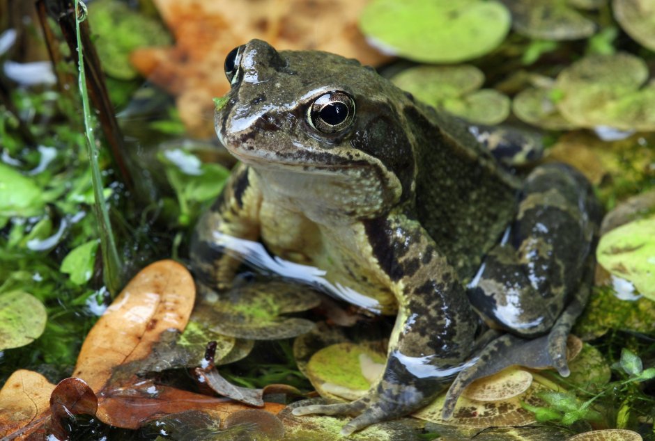 Rana temporaria