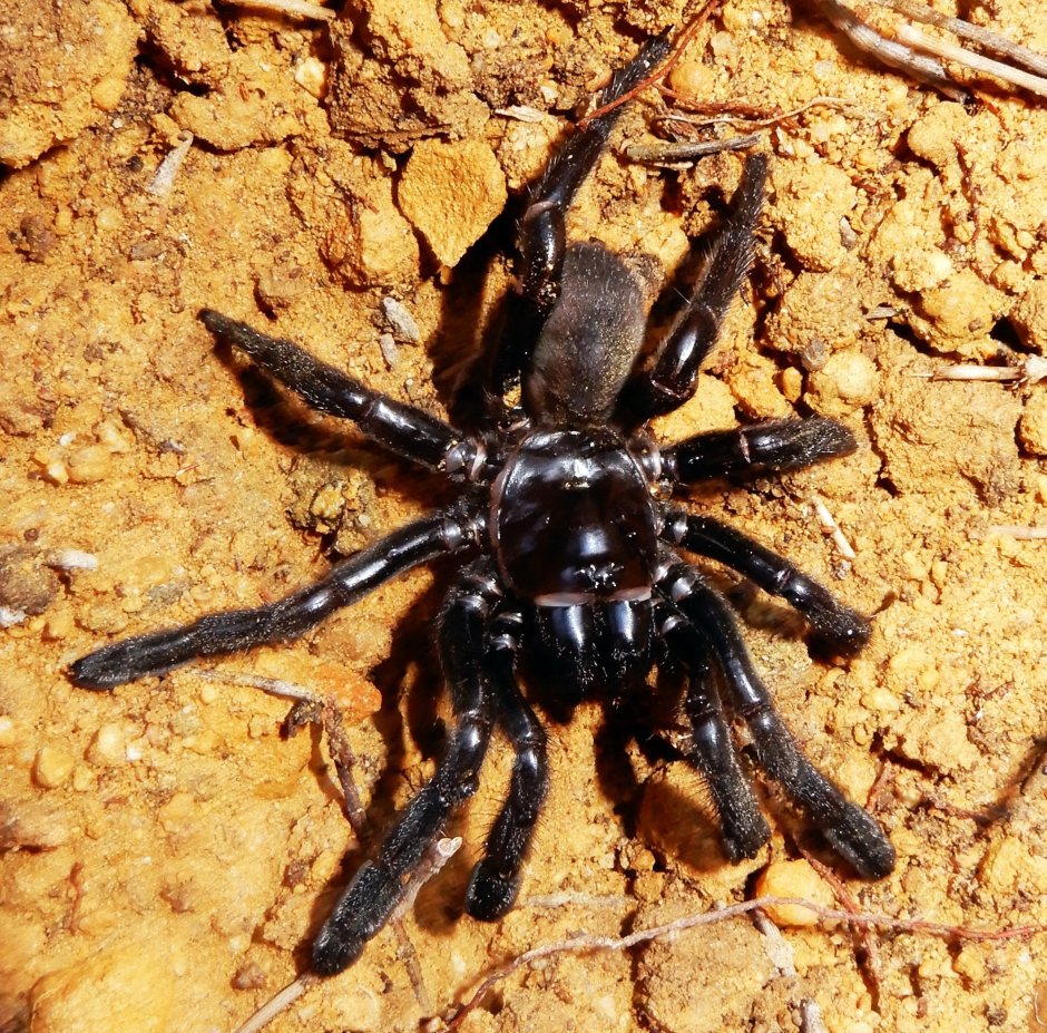 Паук Giaus villosus