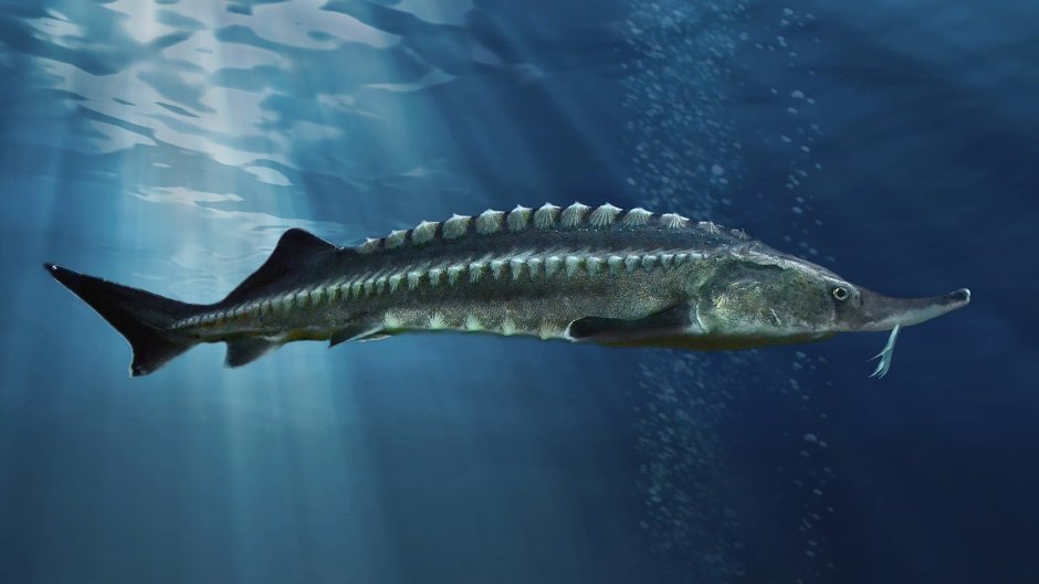 Самая большая Белуга пойманная в Азовском море