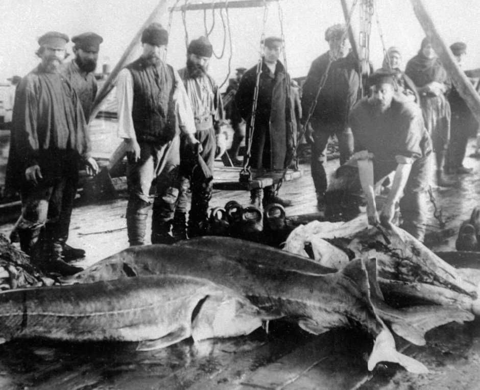 Белуга Каспийское море