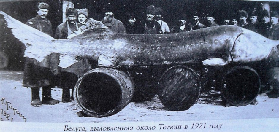 Белуга рыба Черноморская