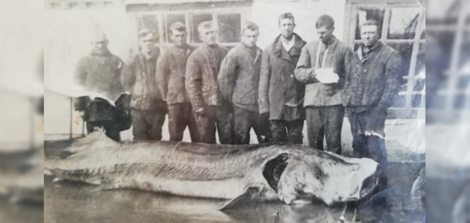 Самая большая Белуга в Азовском море