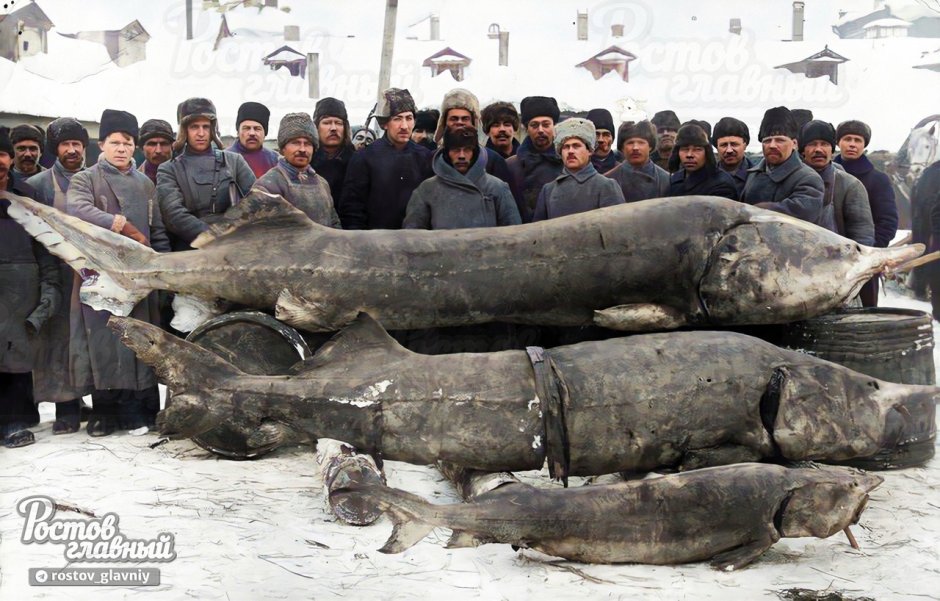 Белуга в Волге 1924 самая большая