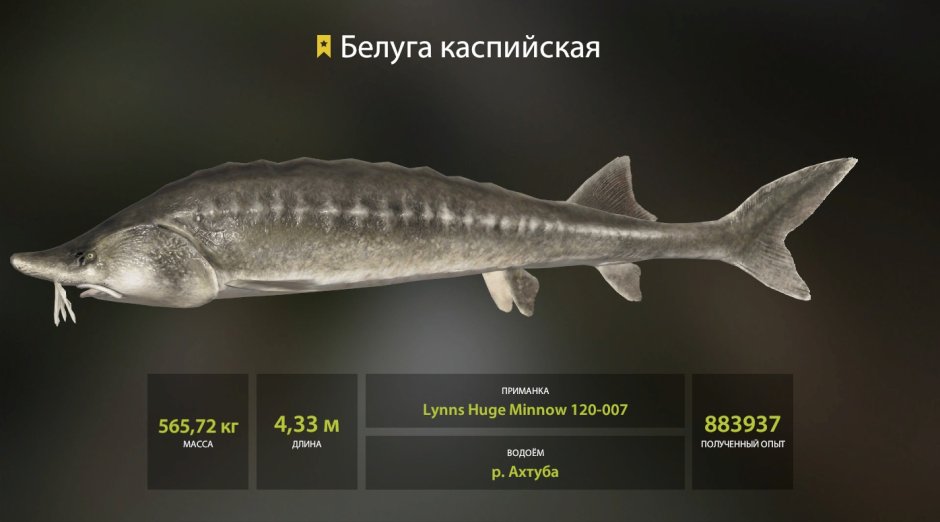Белуга Каспийская
