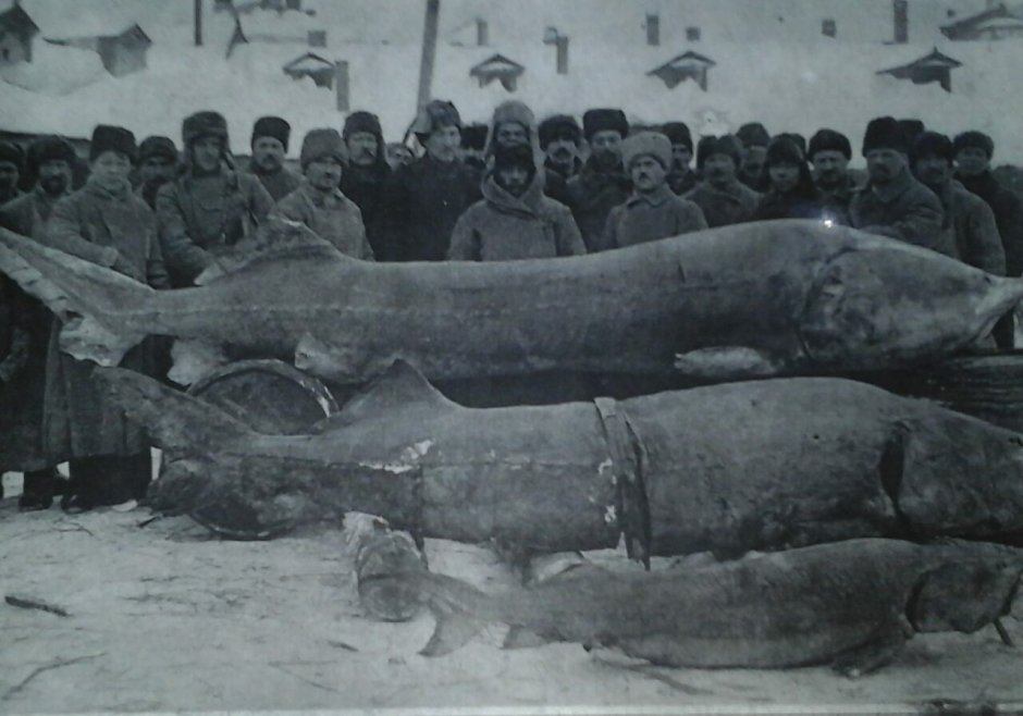 Байкальский осетр