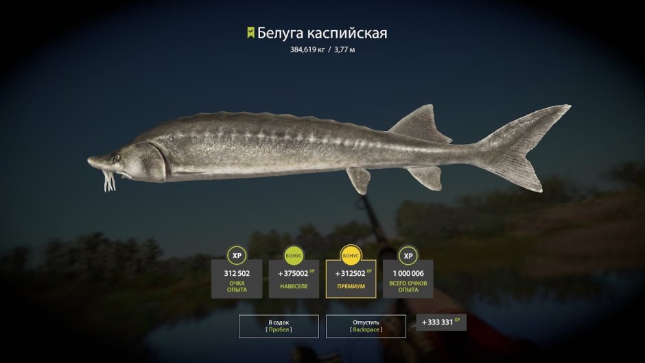 Белуга в Каспийском море