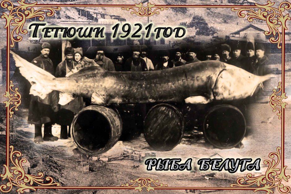 Белуга 200 кг