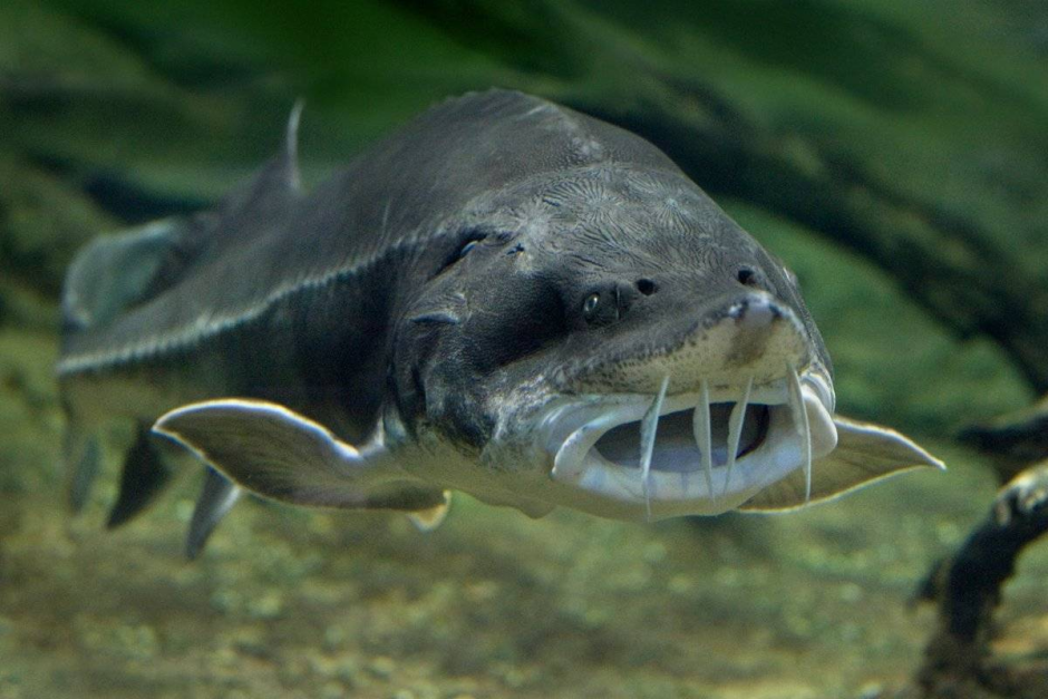 Самая большая Белуга в Каспийском море