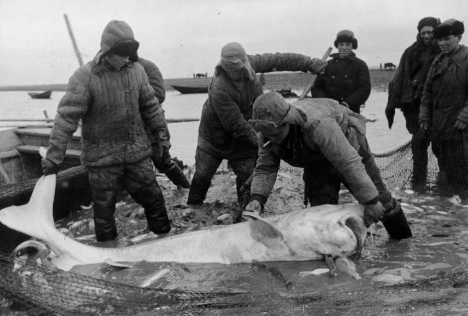 Белуга Каспийская