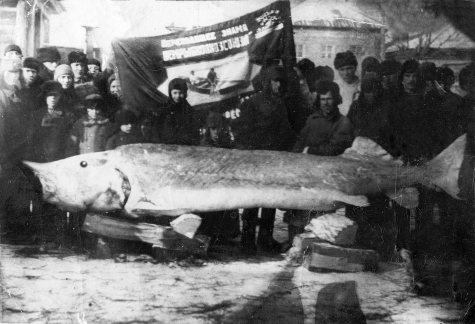 Рыба Белуга альбинос
