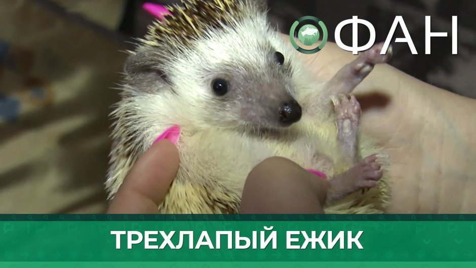 Группа ежа