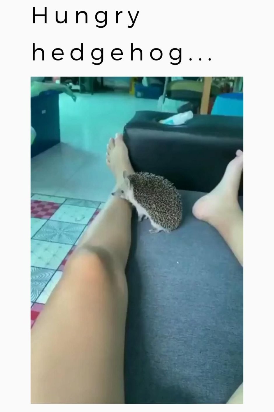 Попка ежа