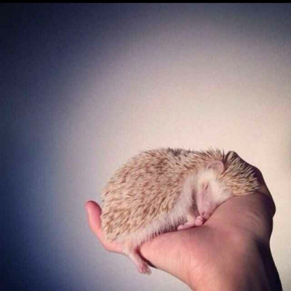 Милый спящий Ежик