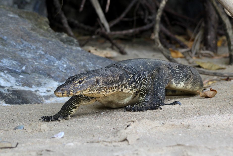 Игуана красная (Iguana Iguana)