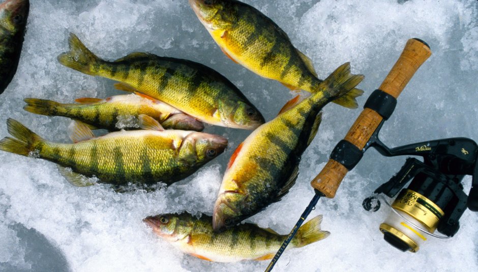 Рыба Yellow Perch