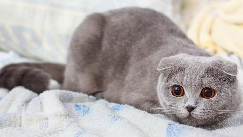 Шотландская вислоухая кошка