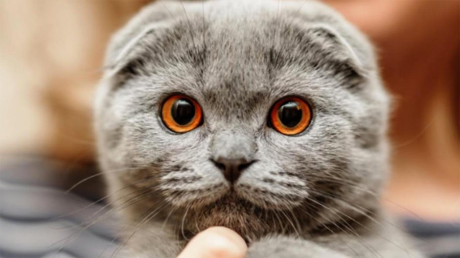 Кошки вислоухие британцы