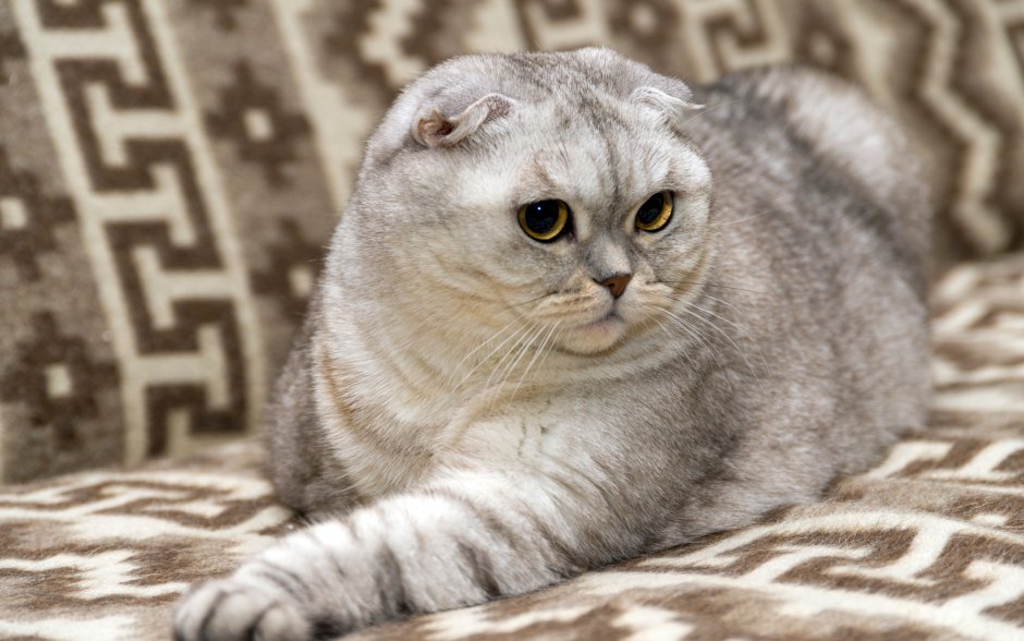 Шотландская вислоухая кошка
