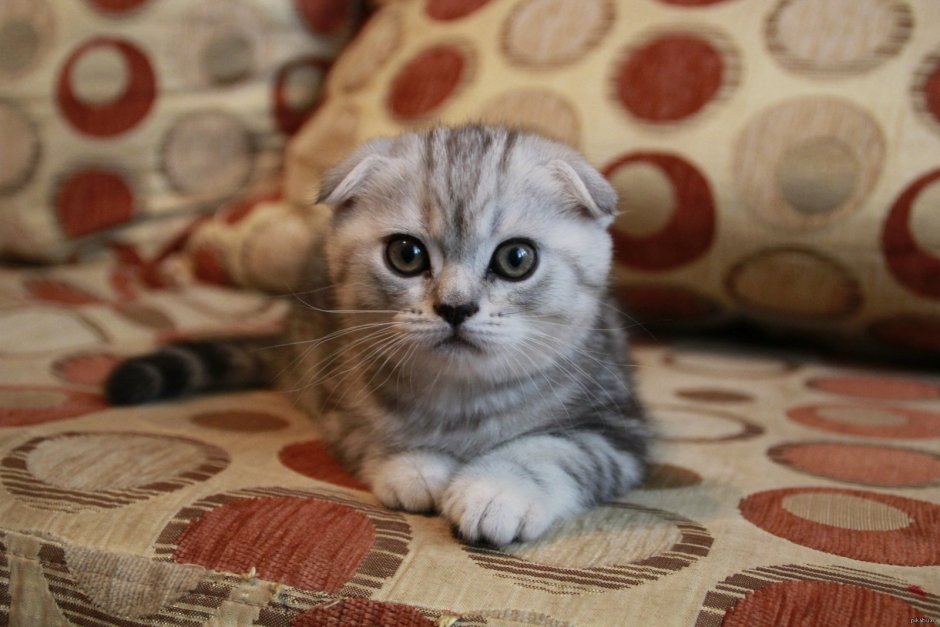 Шотландская вислоухая кошка Соня