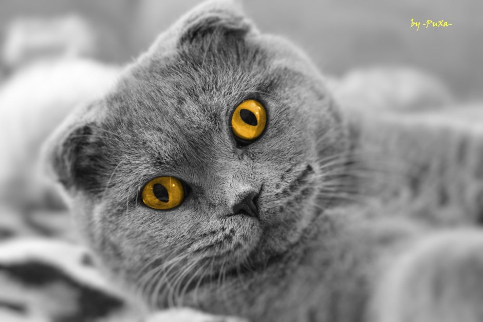 Шотландский скоттиш фолд тигровый