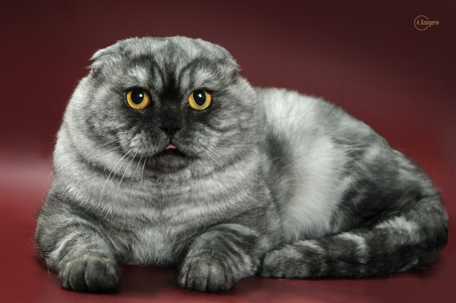 Шотландская вислоухая кошка котенок