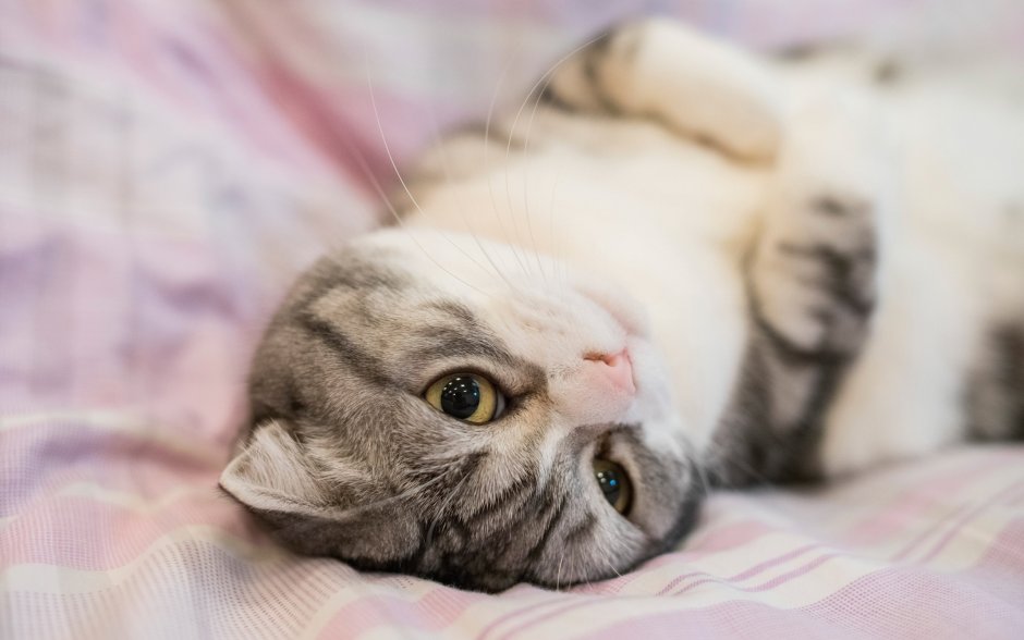 Шотландская вислоухая кошка милая
