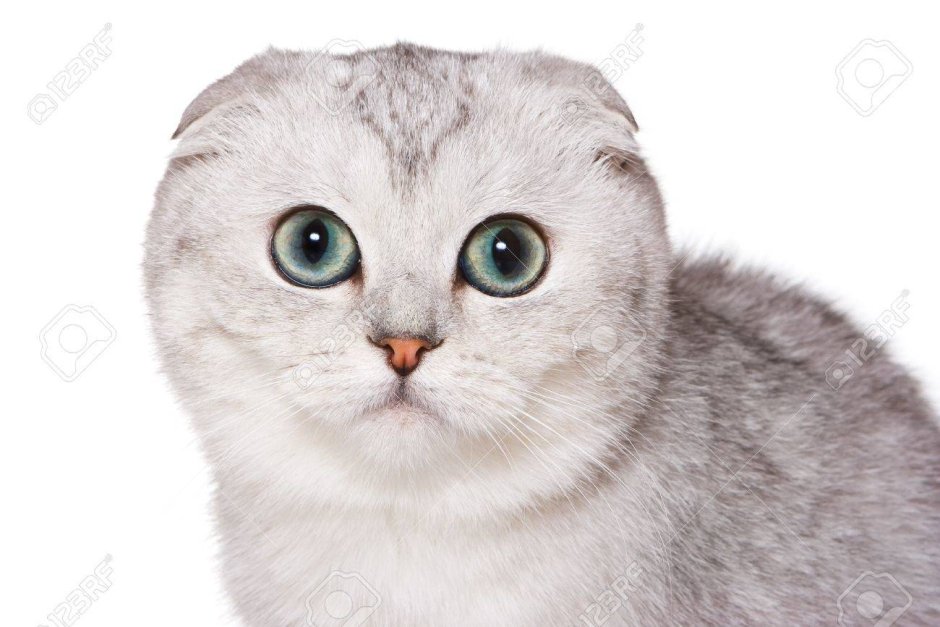 Скоттиш фолд биколор серый