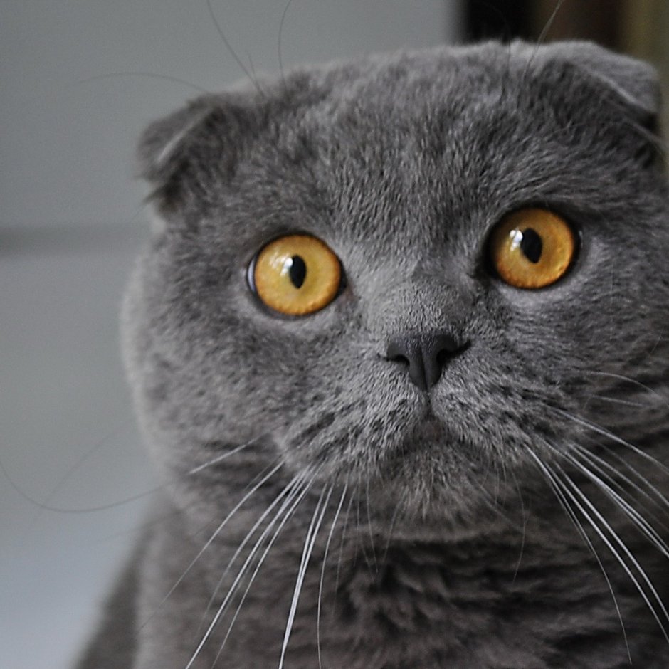 Скоттиш фолд котята