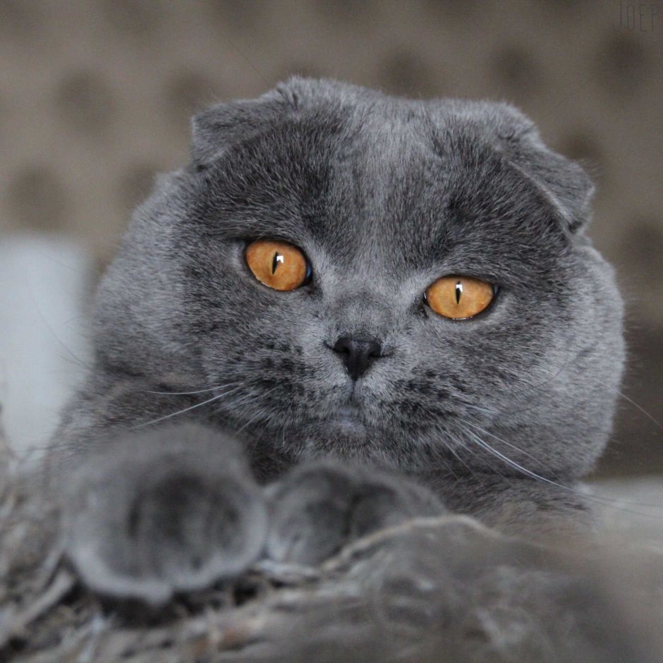 Шотландские вислоухие коты
