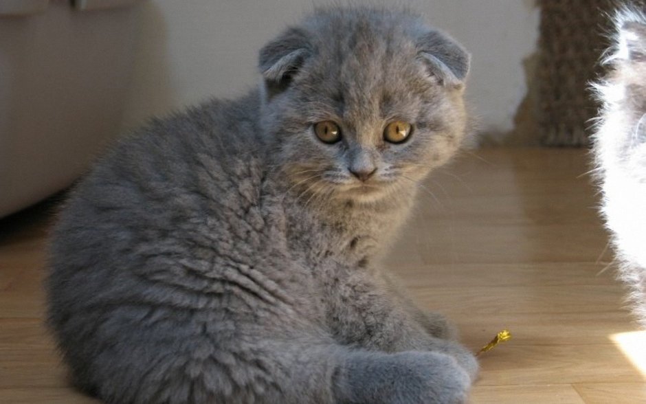 Британский вислоухий кот