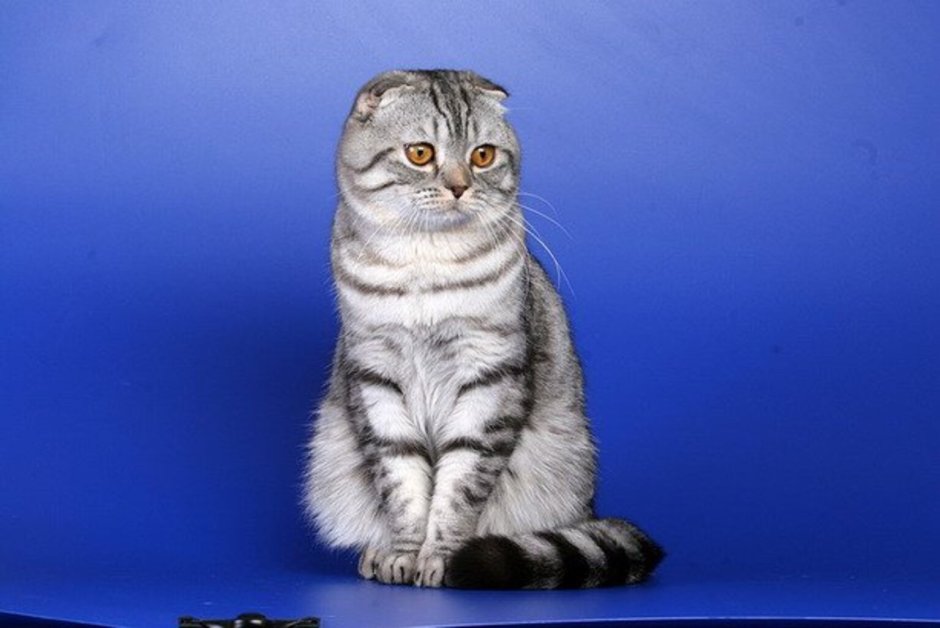 Шотландцы котята вислоухие 3 месяца