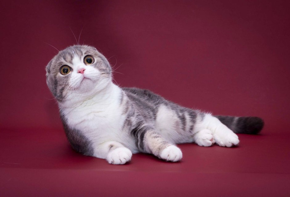 Шотландская вислоухая кошка арт