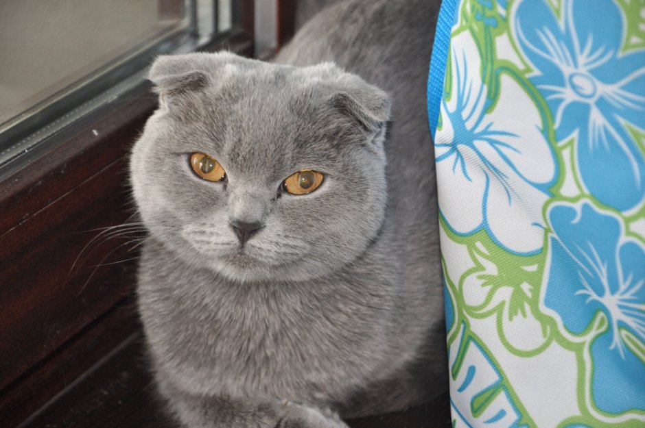 Дымчатый вислоухий котенок