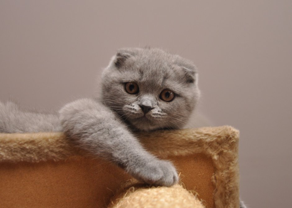 Злой шотландский кот вислоухий