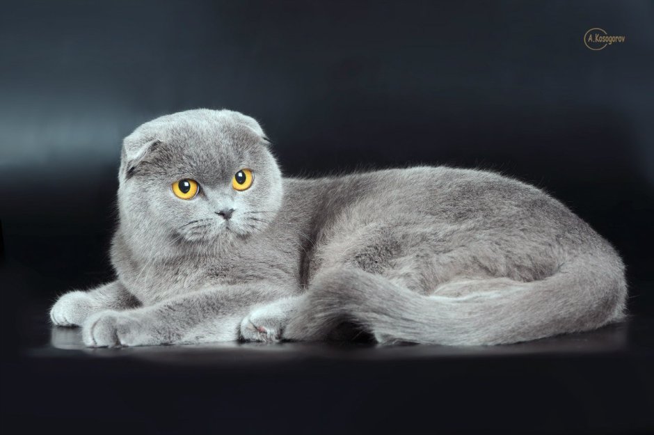 Скоттиш фолд грей