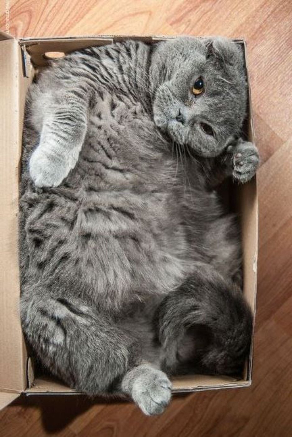 Шотландская вислоухая Сибирская кошка