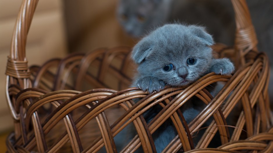 Британская короткошёрстная кошка вислоухая