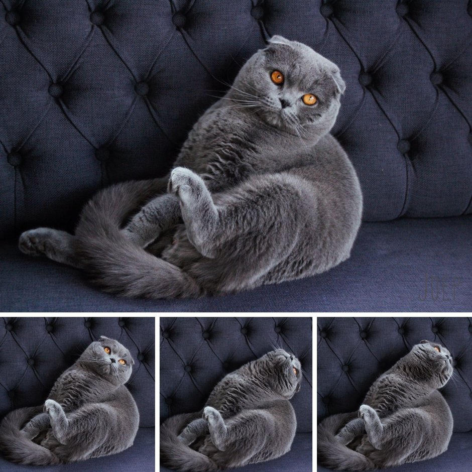 Осенние британские коты