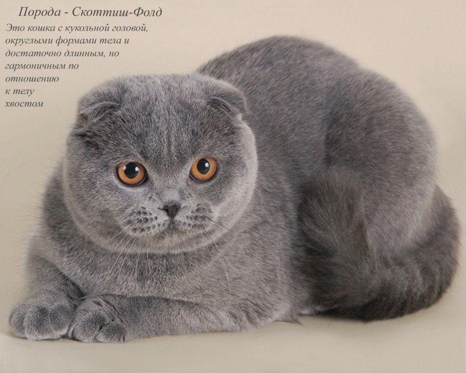 Коты Эстетика