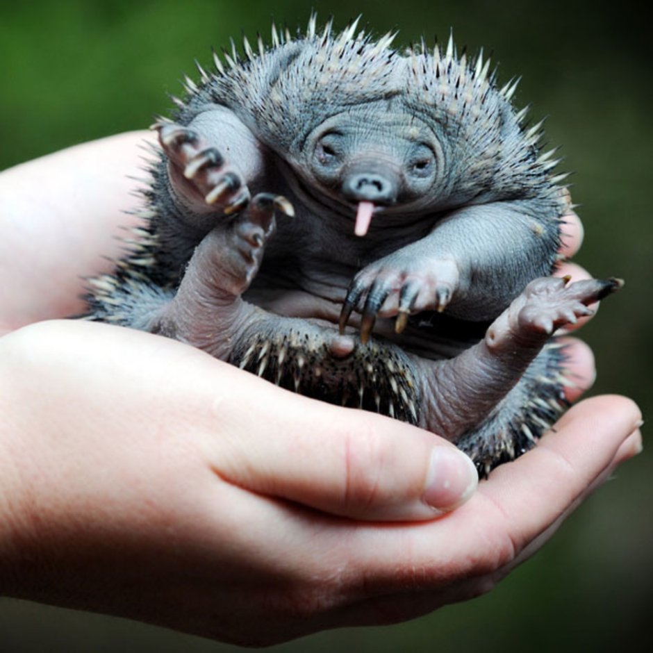 Zaglossus bruijni