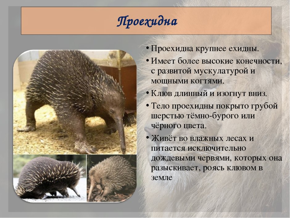 Дикобраз в Австралии