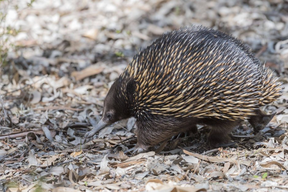 Zaglossus bruijni
