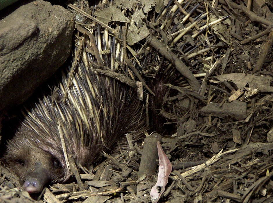 Австралийская ехидна (Tachyglossus aculeatus)