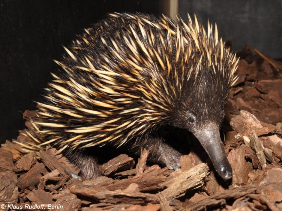 Zaglossus bruijni