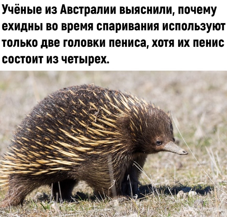 Ехидна детеныш
