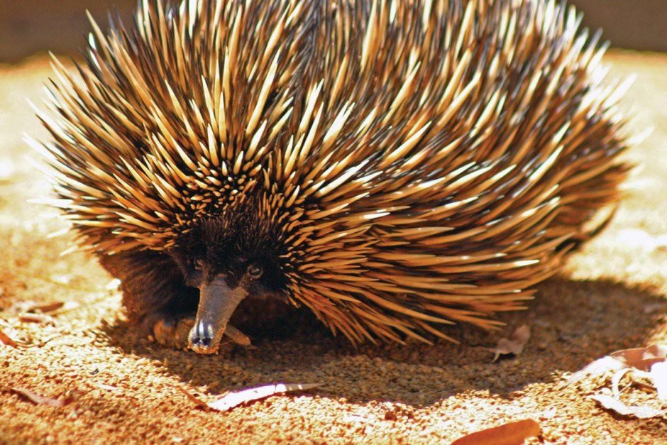 Проехидна Аттенборо Zaglossus attenboroughi